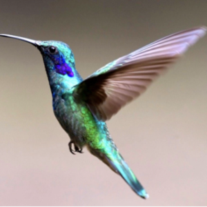 Profile photo of colibri
